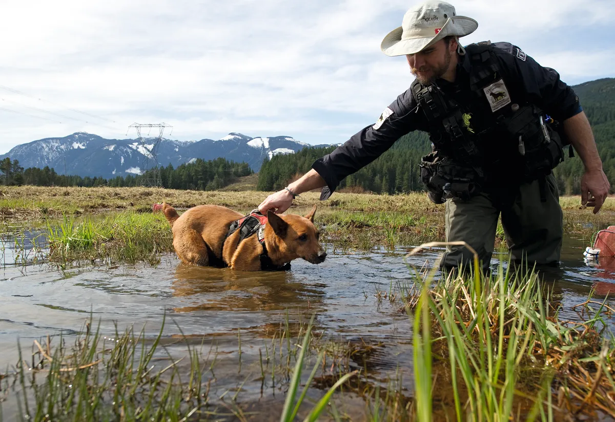 Dog trained to find oregon spotted frogs