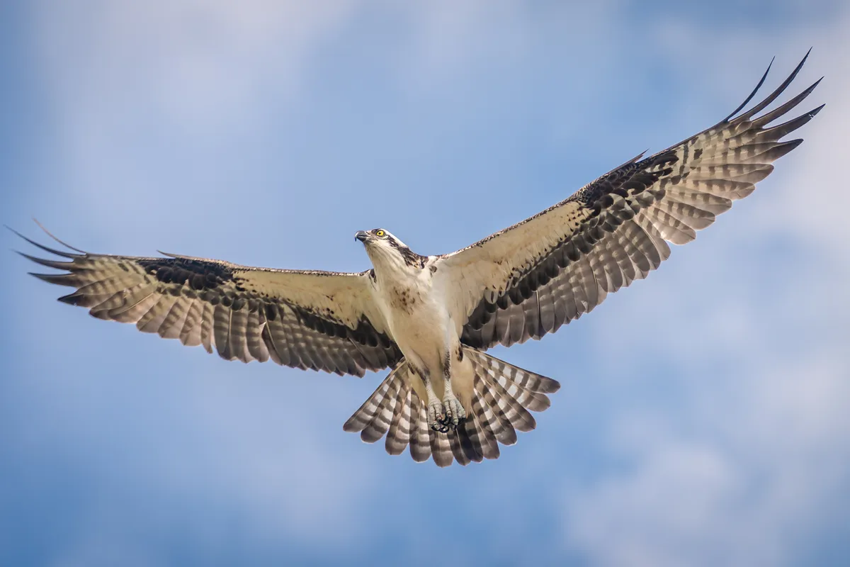 Osprey © Getty Images