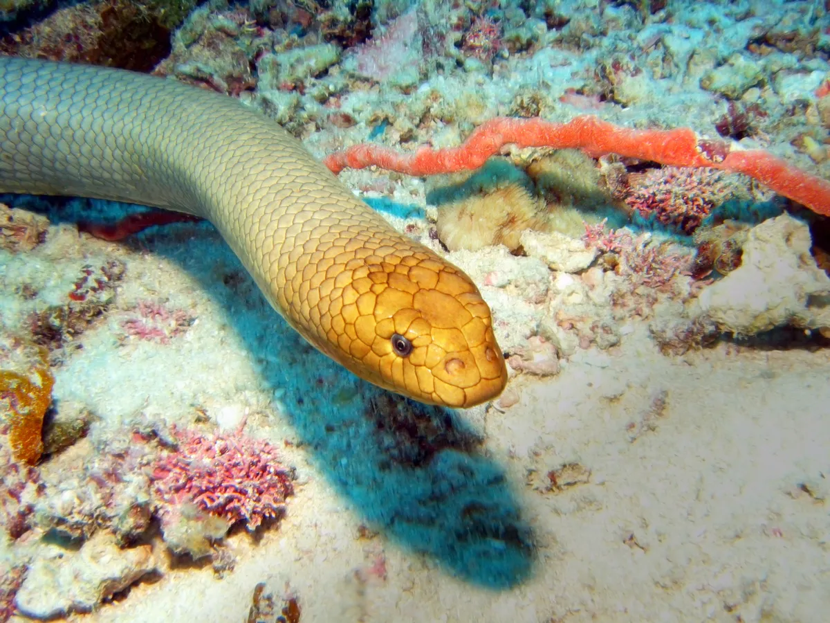 Close up of an Olive sea snake. © Getty Images
