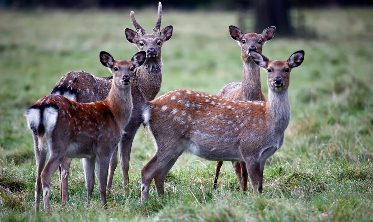 Sika deer family grazing the meadows