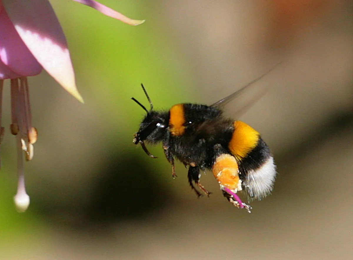 Bumble bee flying © Getty Images