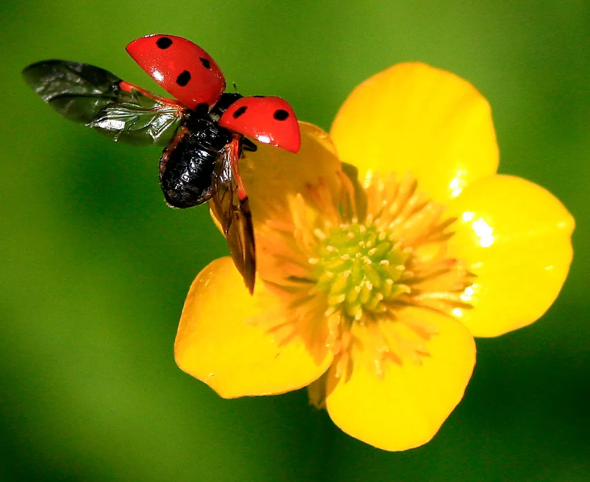 How does a ladybird fly