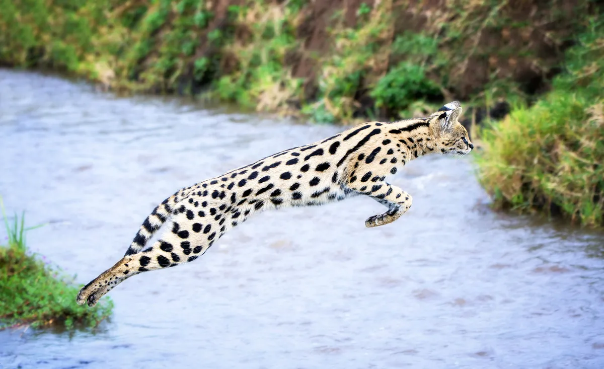 Beautiful serval cat stretching out to gracefully leap over a stream in Tanzania's Ngorongoro Crater.