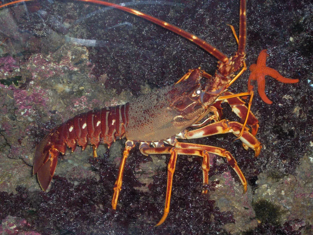 Spiny lobster guide: where they live, what they eat - and why spiny lobsters  should be cherished not eaten - Discover Wildlife