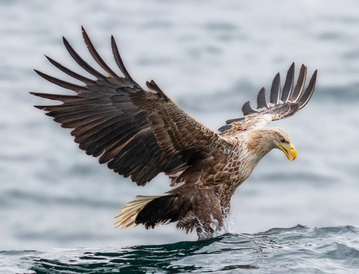 white-tailed eagle hunting