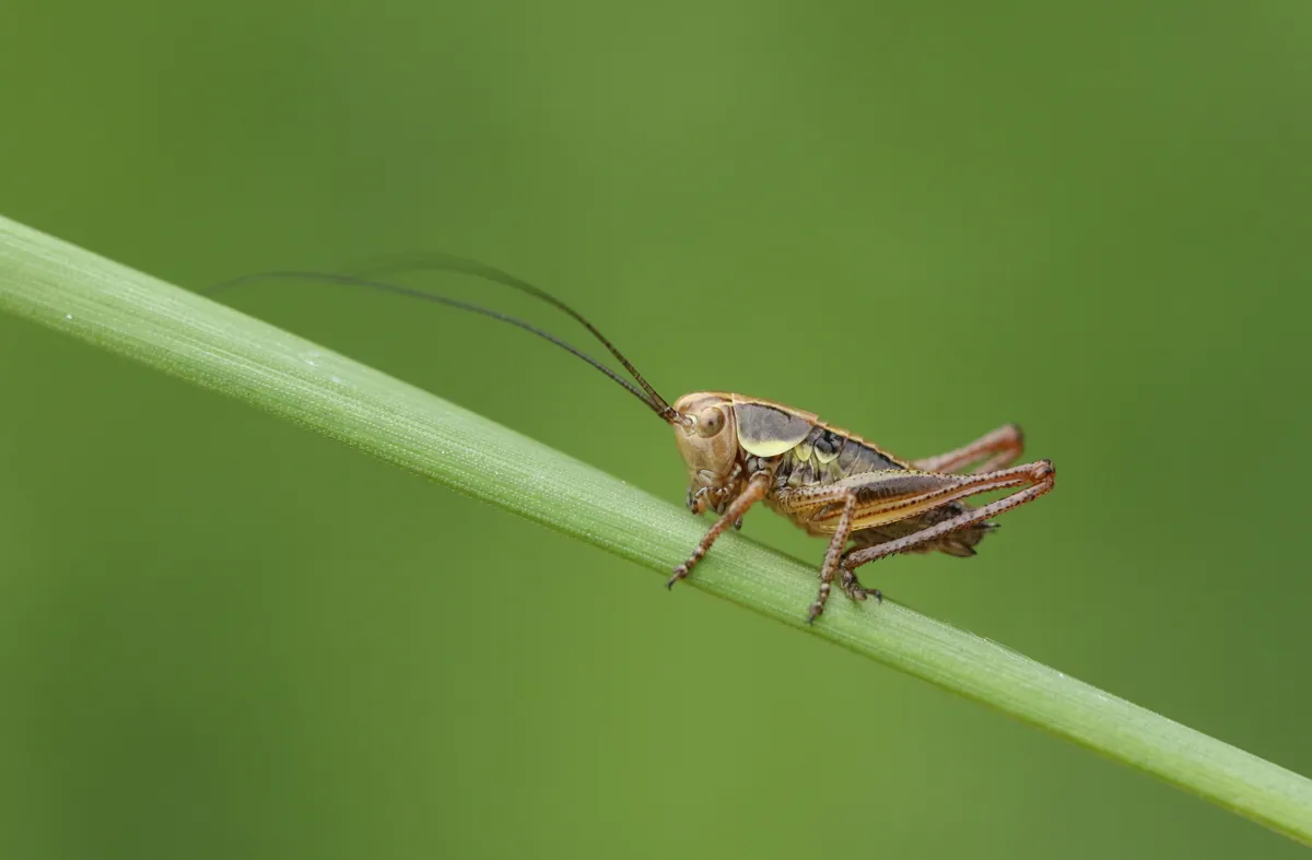 A stunning Roesel's Bush-cricket (Metrioptera roeselii) perching on a blade of grass.