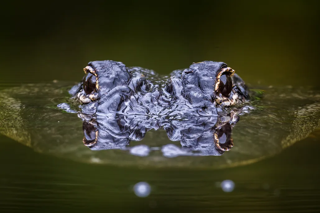 Alligator Eyes In Water Alligator Eyes In Water
