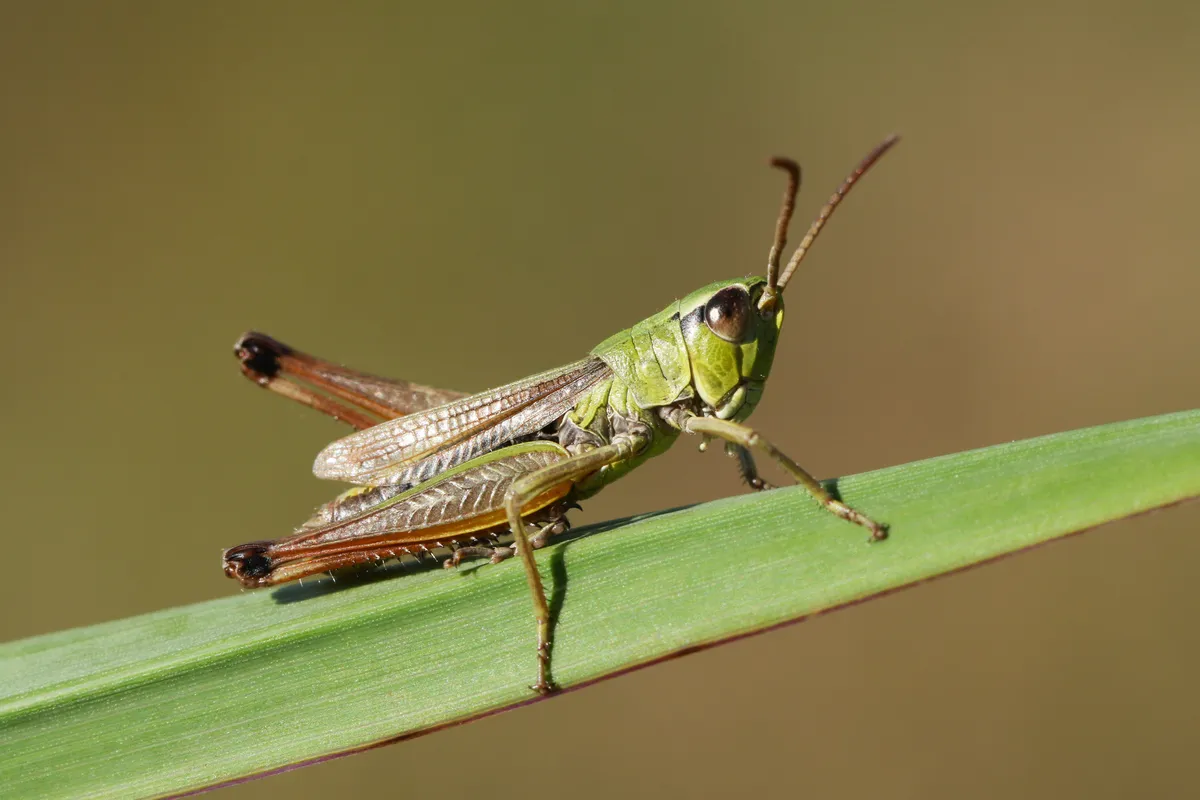 A pretty Meadow Grasshopper, Chorthippus parallelus, © Getty Images