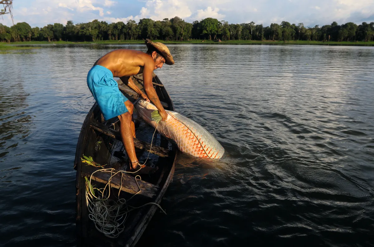 A fisherman takes out a large Pirarucu (Arapaima gigas) from the water, at the Piagacu-Purus Sustainable Development Reserve in Amazonas state, Brazil, restaurants in Rio de Janeiro. © Getty Images