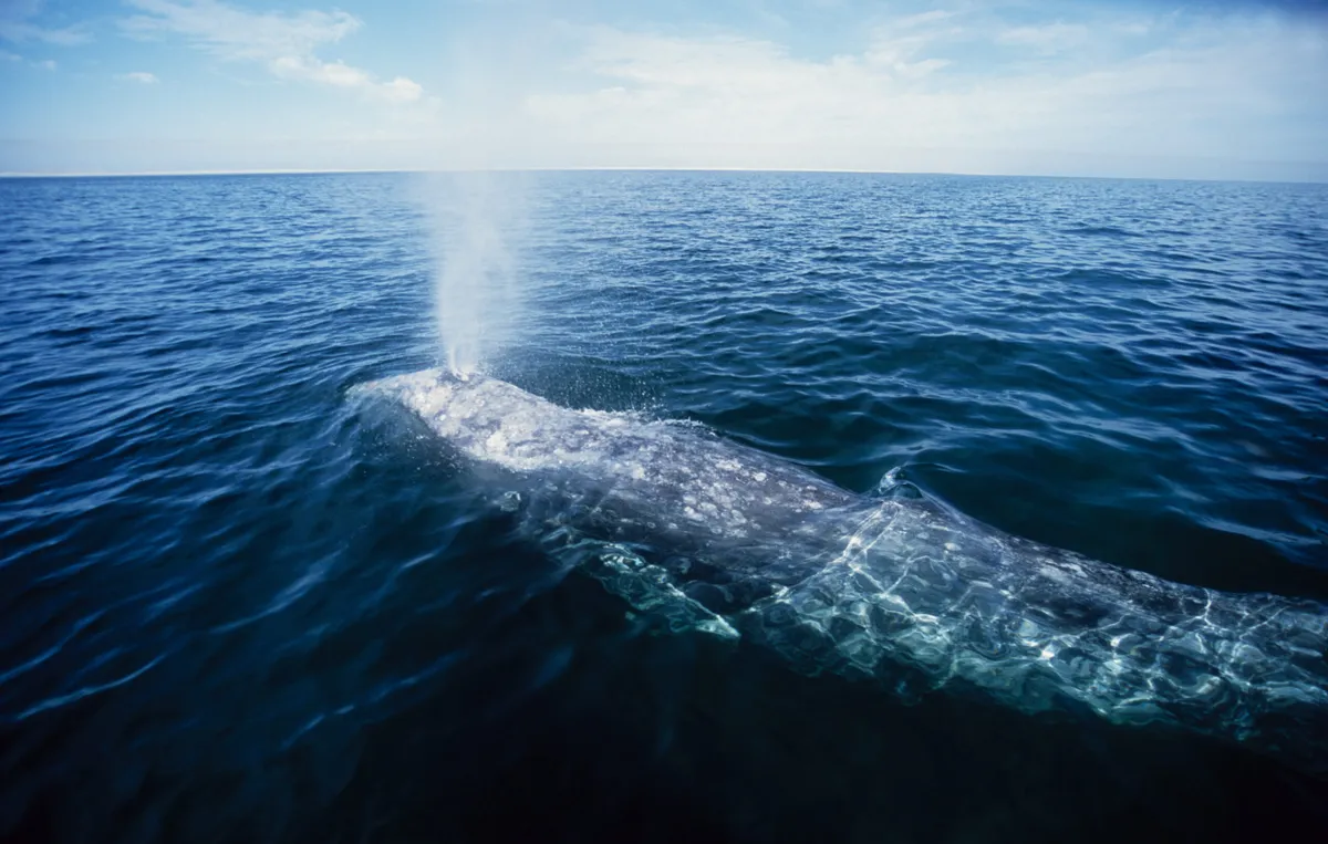 Gray whale in the sea