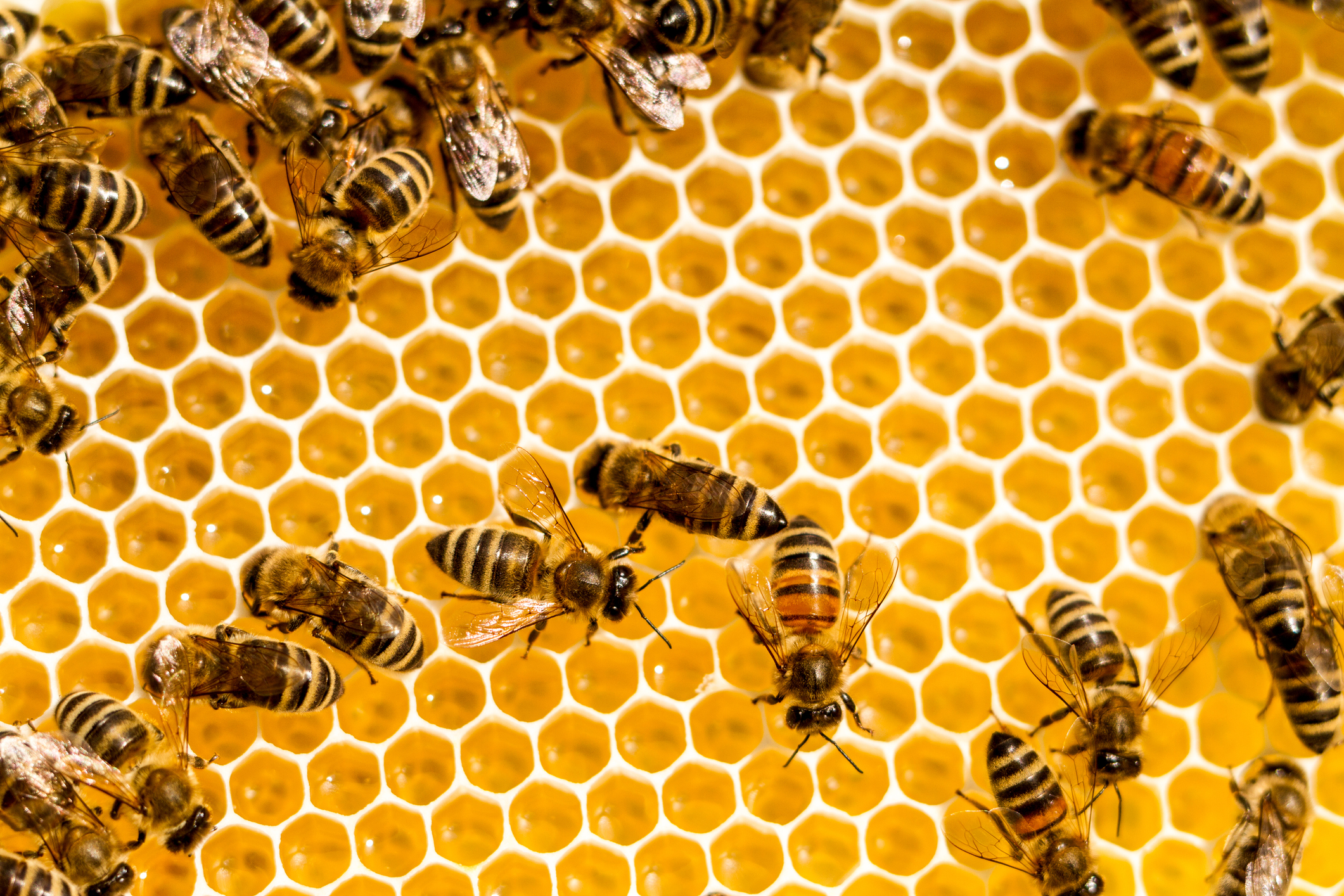 How do bees make honey? A step-by-step guide to the fascinating process bees  have carried out for thousands of years - Discover Wildlife How do bees  make honey?