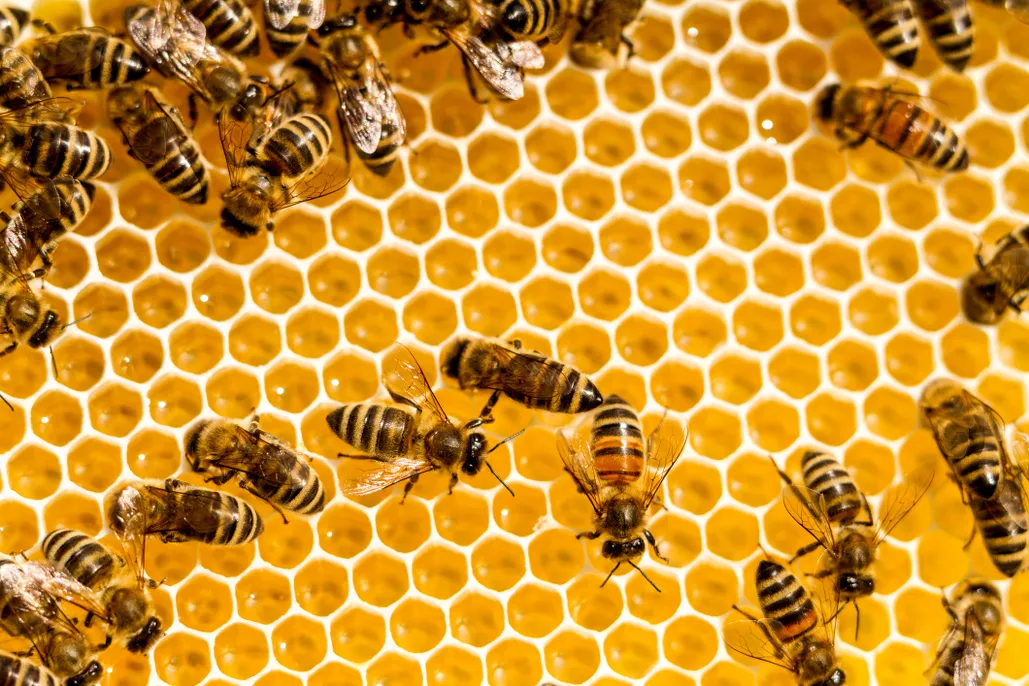 How do bees make honey? A step-by-step guide to the fascinating