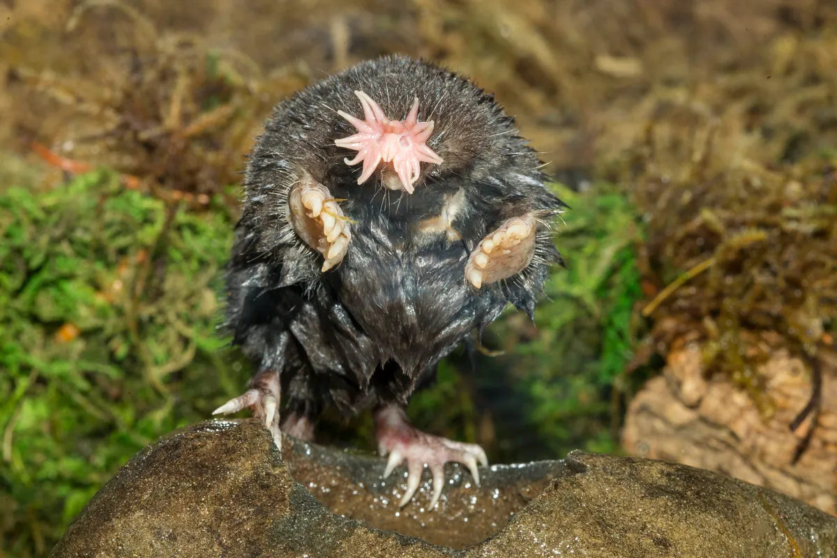 Star-nosed Mole is one of the world's weirdest animals