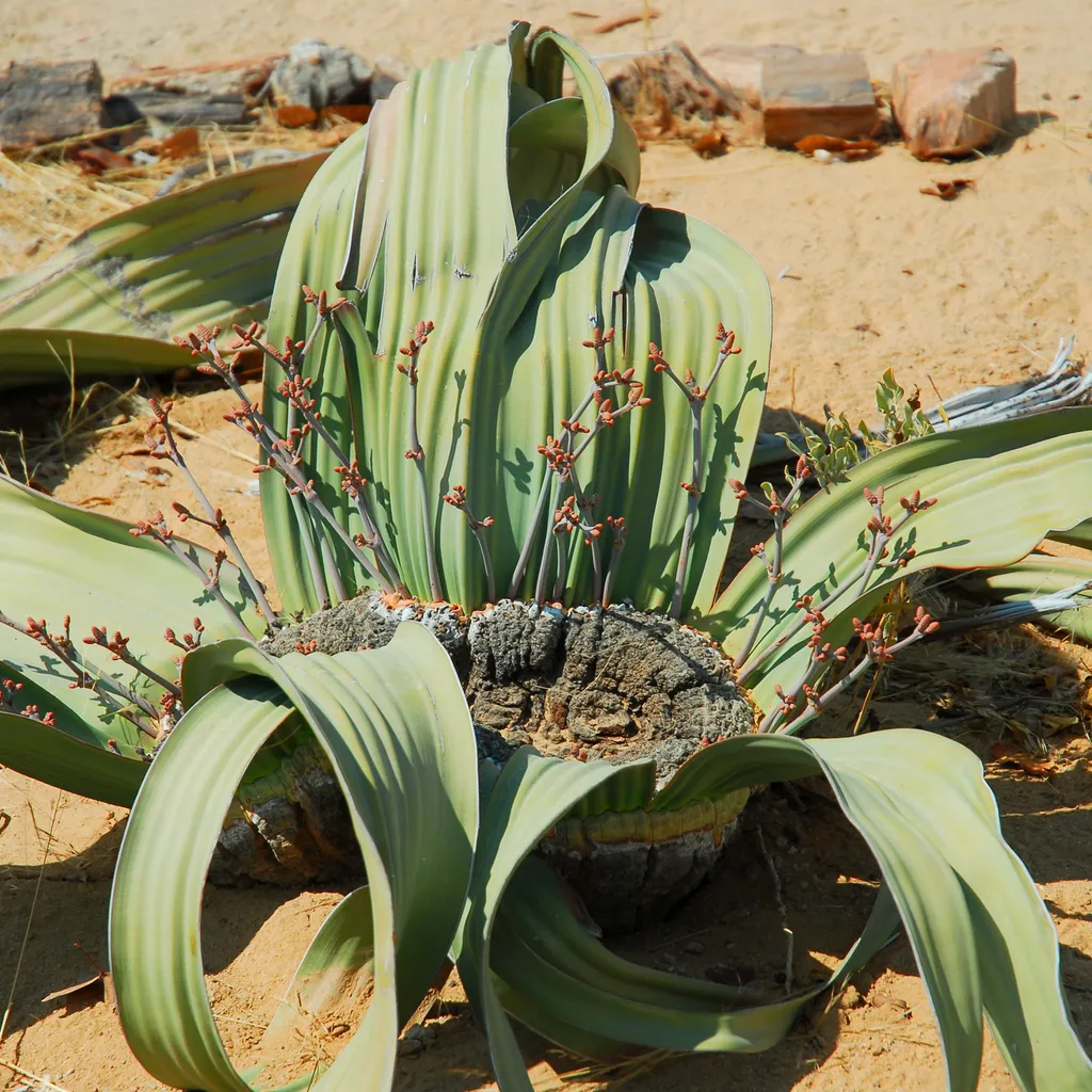 The desert plant Welwitschia