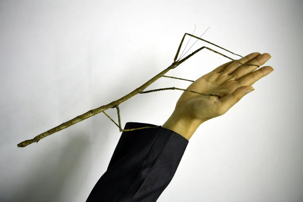 The giant Chinese stick insect © Getty Images