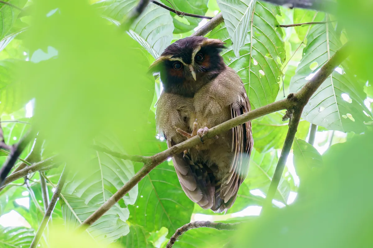 Crested Owl is one of the worlds weirdest birds