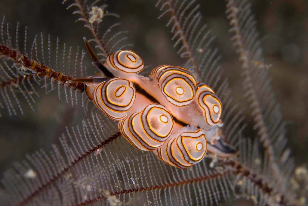 Doto greenamyeri is one of the world's weirdest sea creatures