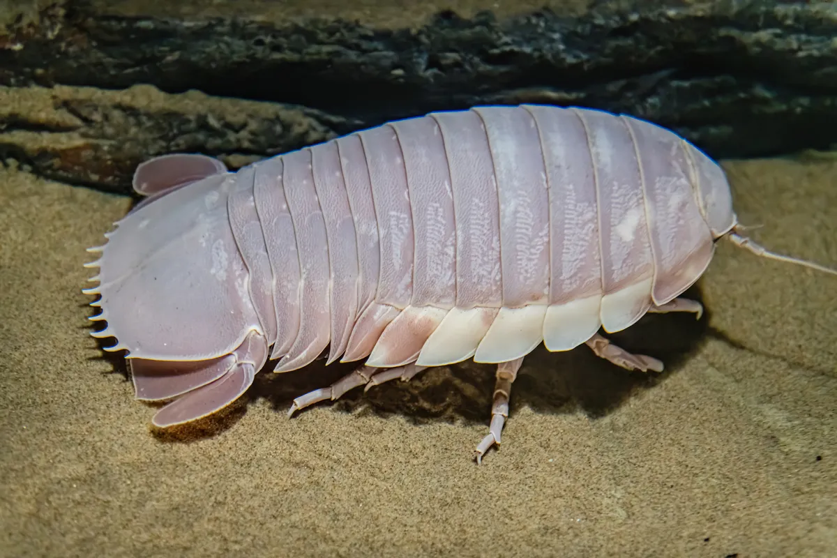 Giant isopod is one of the world's weirdest insects