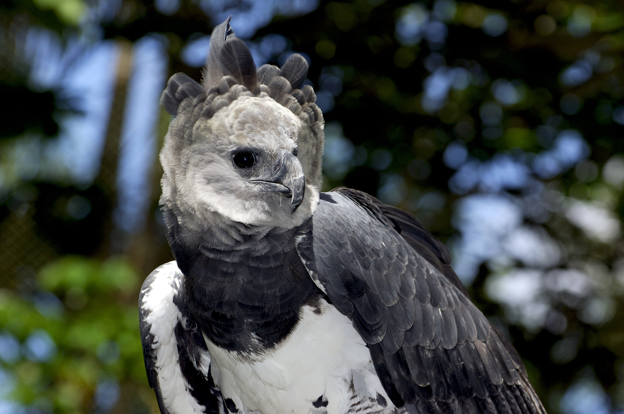 All hail the majestic Harpy eagle! This fine bird is not only the largest # eagle in the Americas, but its size and strength place it among…