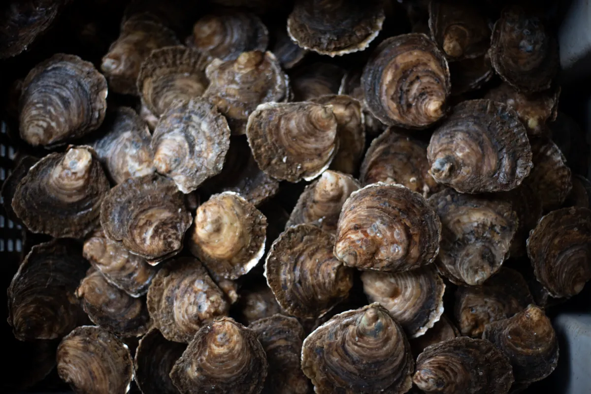 European native oysters ready for release