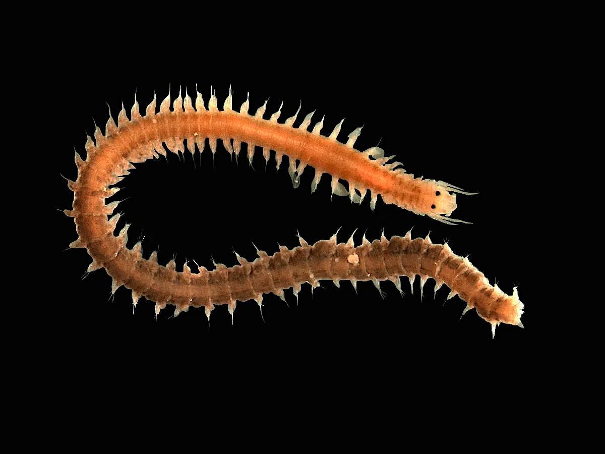 Polychaete worm is one of the world's weirest sea creatures