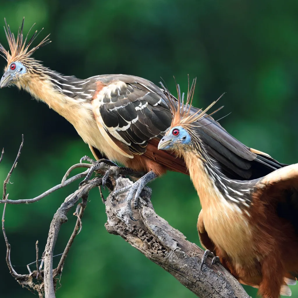 Hoatzin is one of the world's weirdest birds