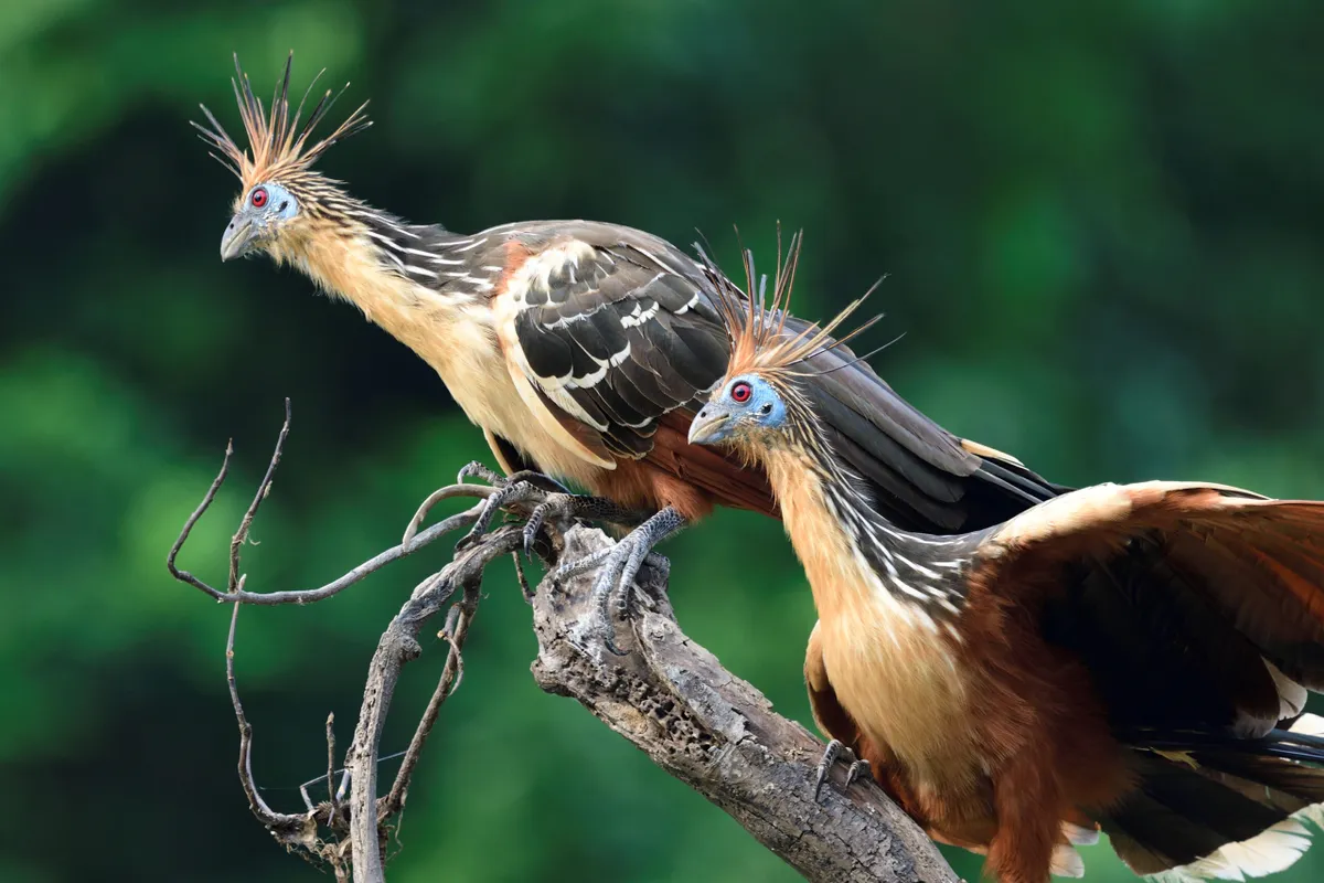 Hoatzin is one of the world's weirdest birds