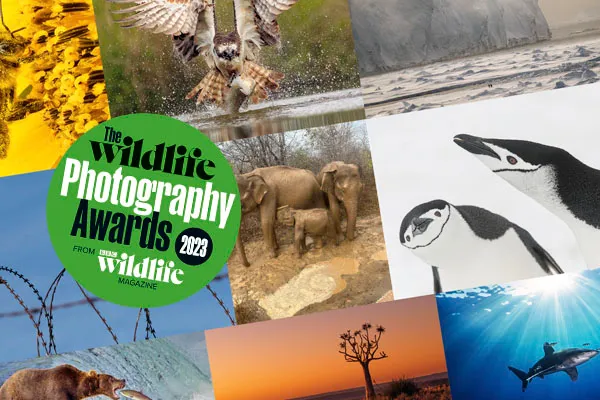 The Wildlife Photography Awards 2023
