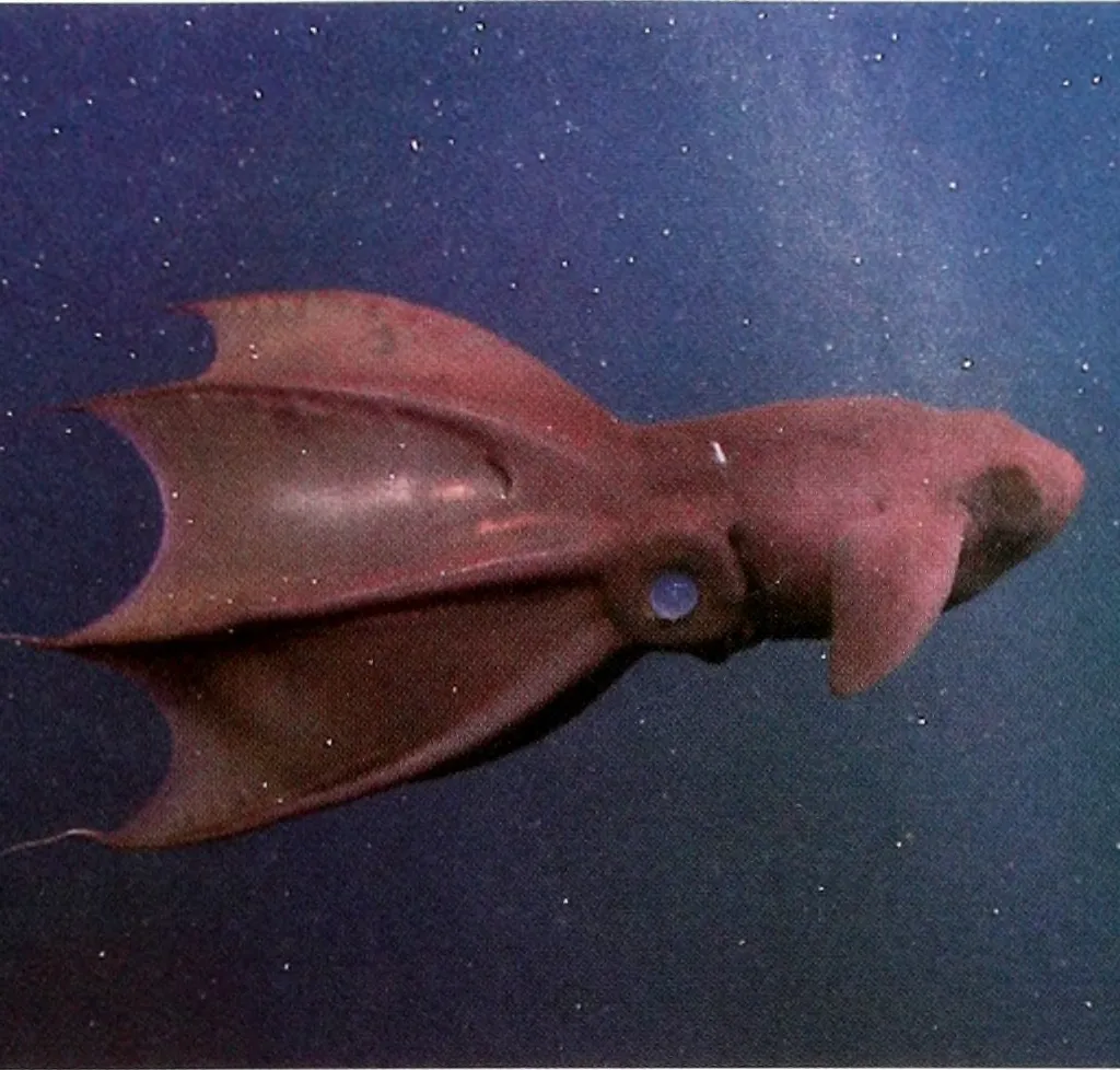 Vampire squid is one of the world's weirdest sea creatures