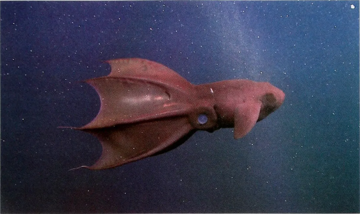 Vampire squid is one of the world's weirdest sea creatures