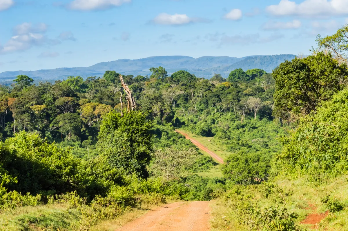 Forest at Aberdare in Kenya
