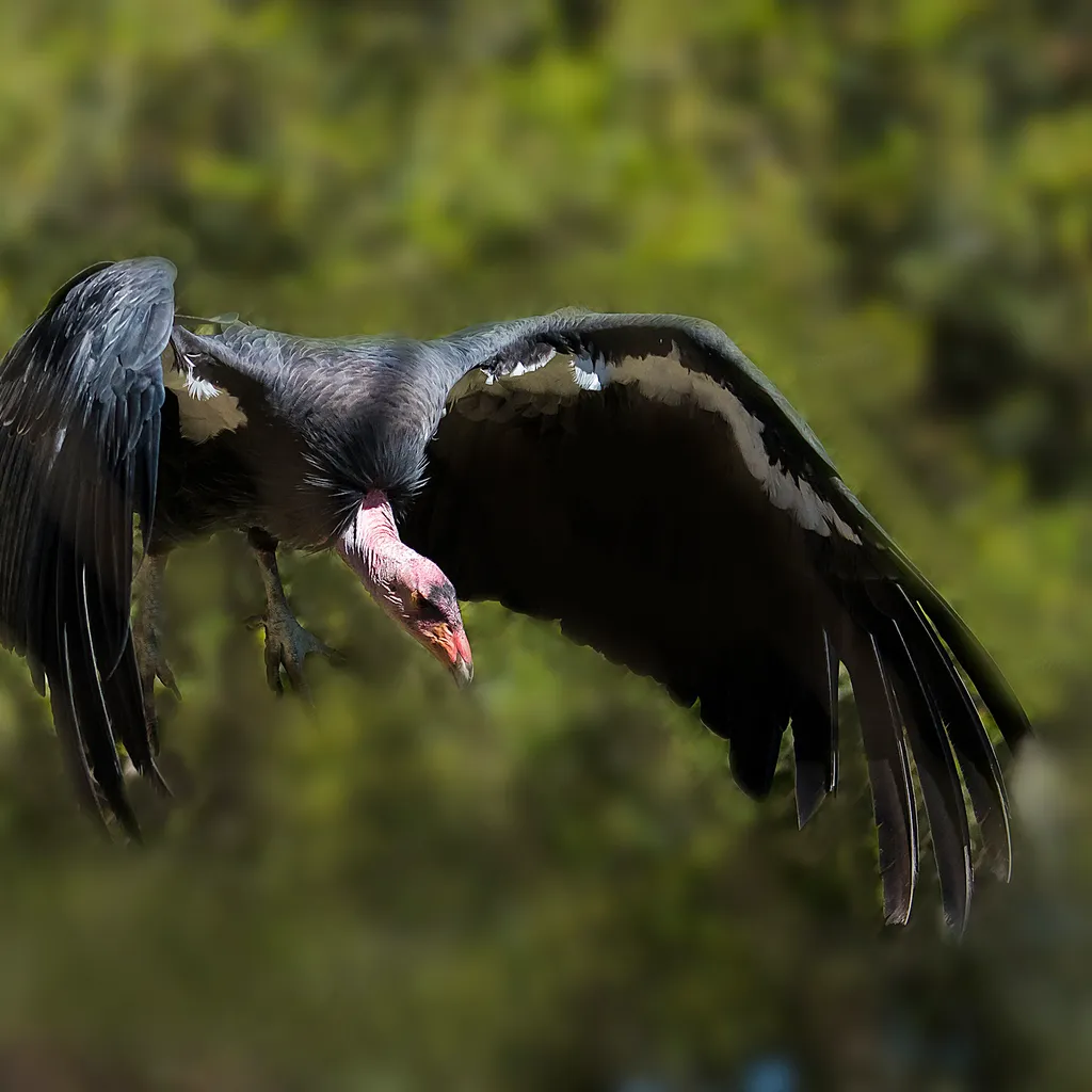 California Condor is a scavenger