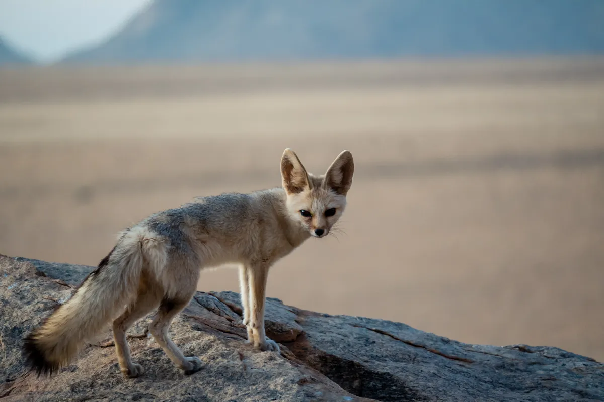 Fennec fox is one of a few desert animals
