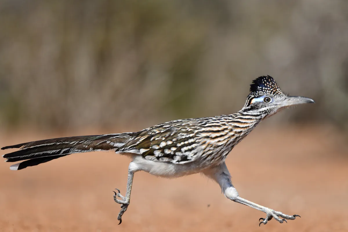 Roadrunner is one of our top desert animals