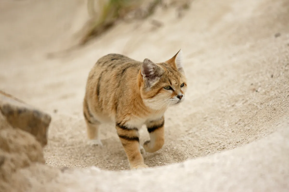 Sand cat, a desert animal