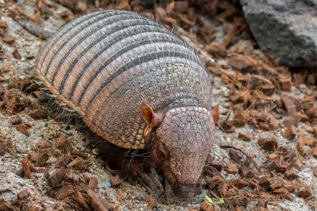 Screaming hairy armadillo is one of our top 10 desert animals