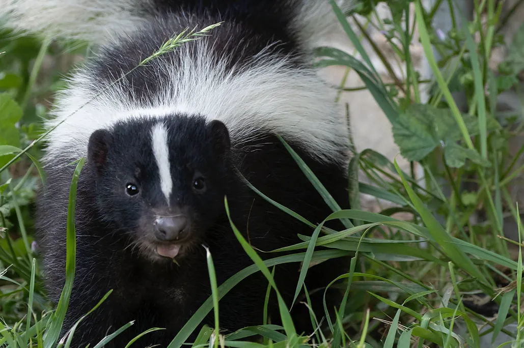 Skunks can lose their iconic black and white stripes - new study