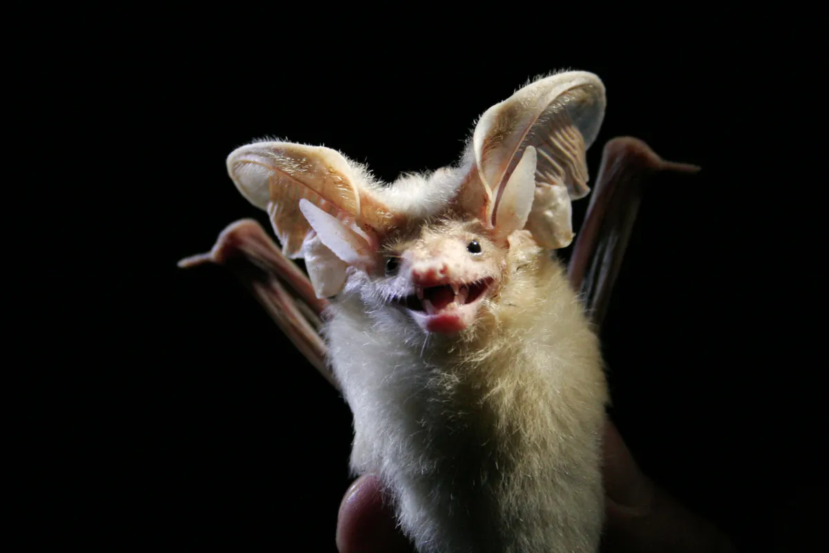 desert long eared bat is one of our top desert animals