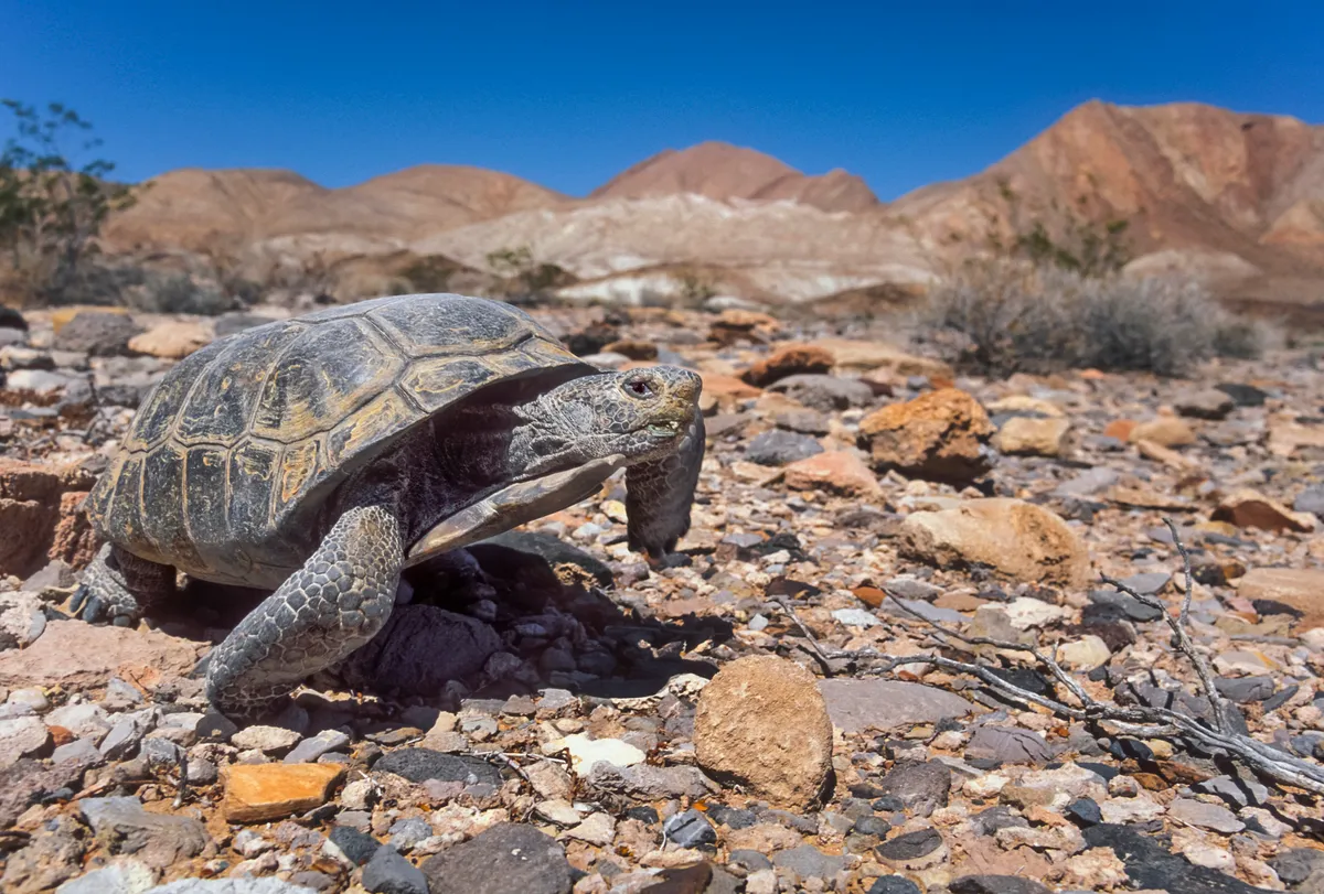 Desert tortoise is one of our top desert animals