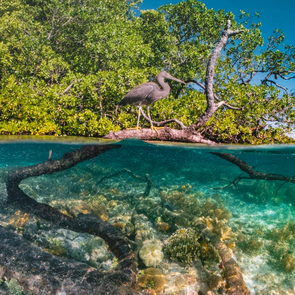 Split photograph for mangrove forest with crystal clear sea bed underneath