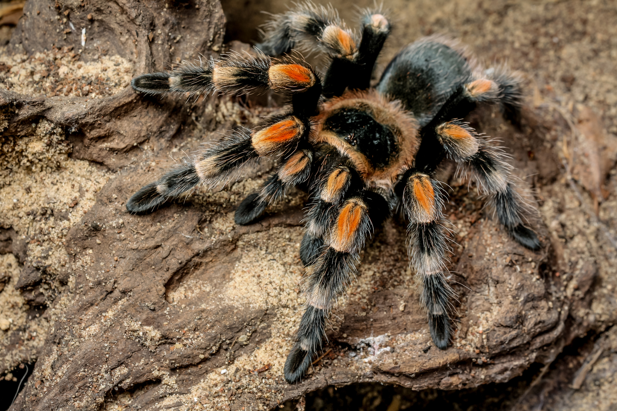 Tarantula guide: what they are, what they eat, where they live - and just why these spiders are so feared