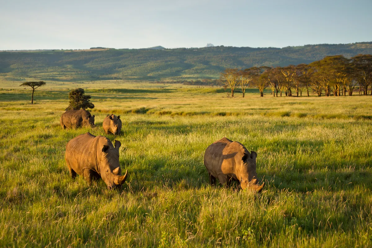 Lewa Wildlife Conservancy Kenya is one of the best places to see Africa's big 5