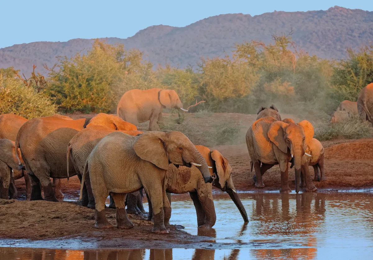 Madikwe Game Reserve is one of the best places to see Africa's big 5