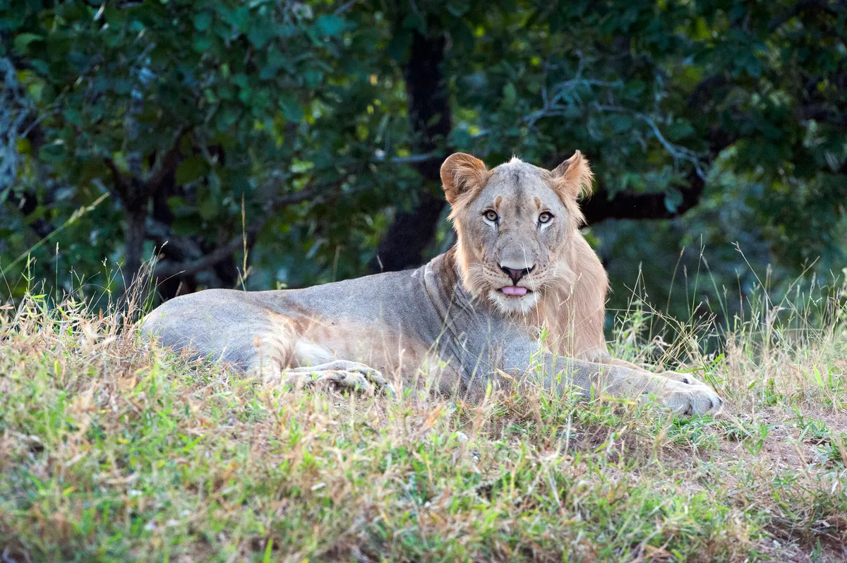 Majete Wildlife Reserve is one of the best places to see Africa's big five