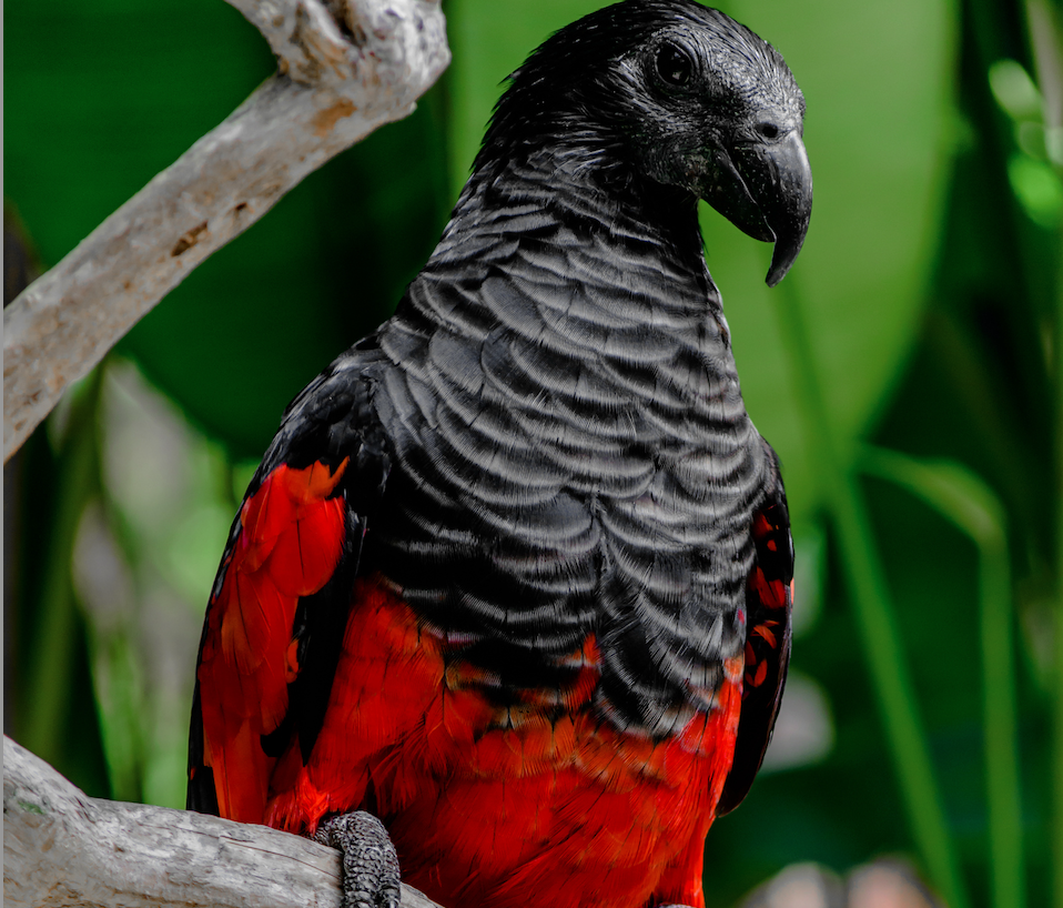 Dracula parrots: what are they and do they feed on blood?