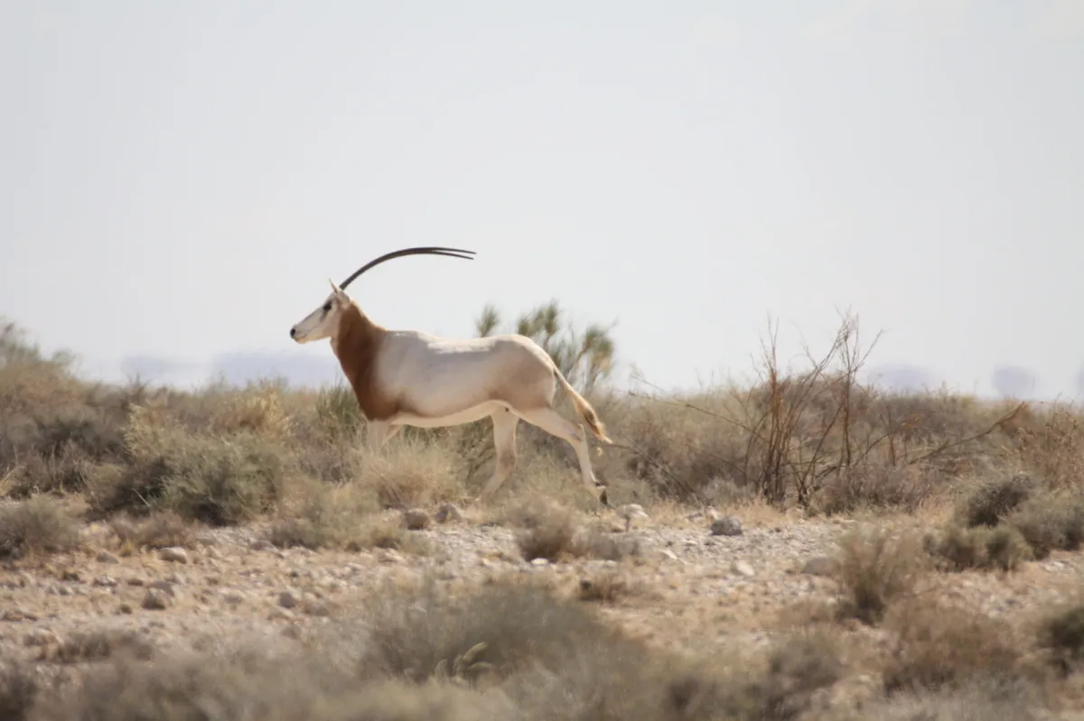 Scimitar horned oryx