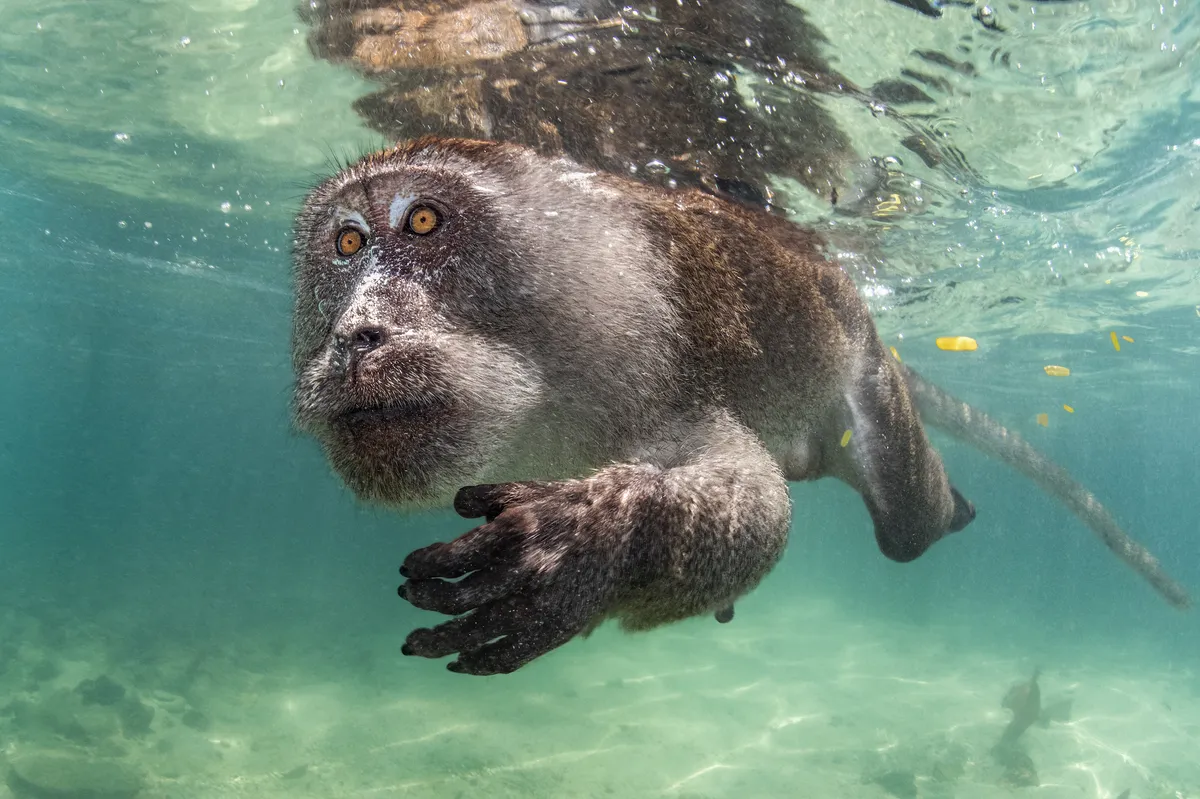 Aquatic Primate
