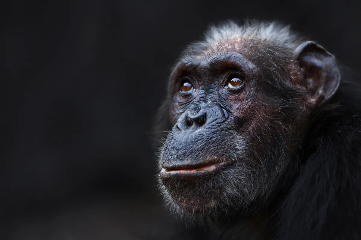 Chimpanzee female