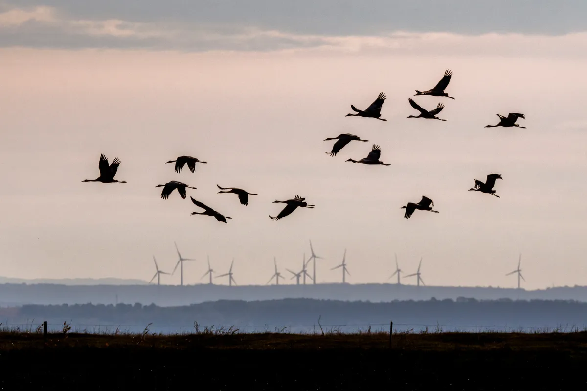 Cranes flying past wind turbines