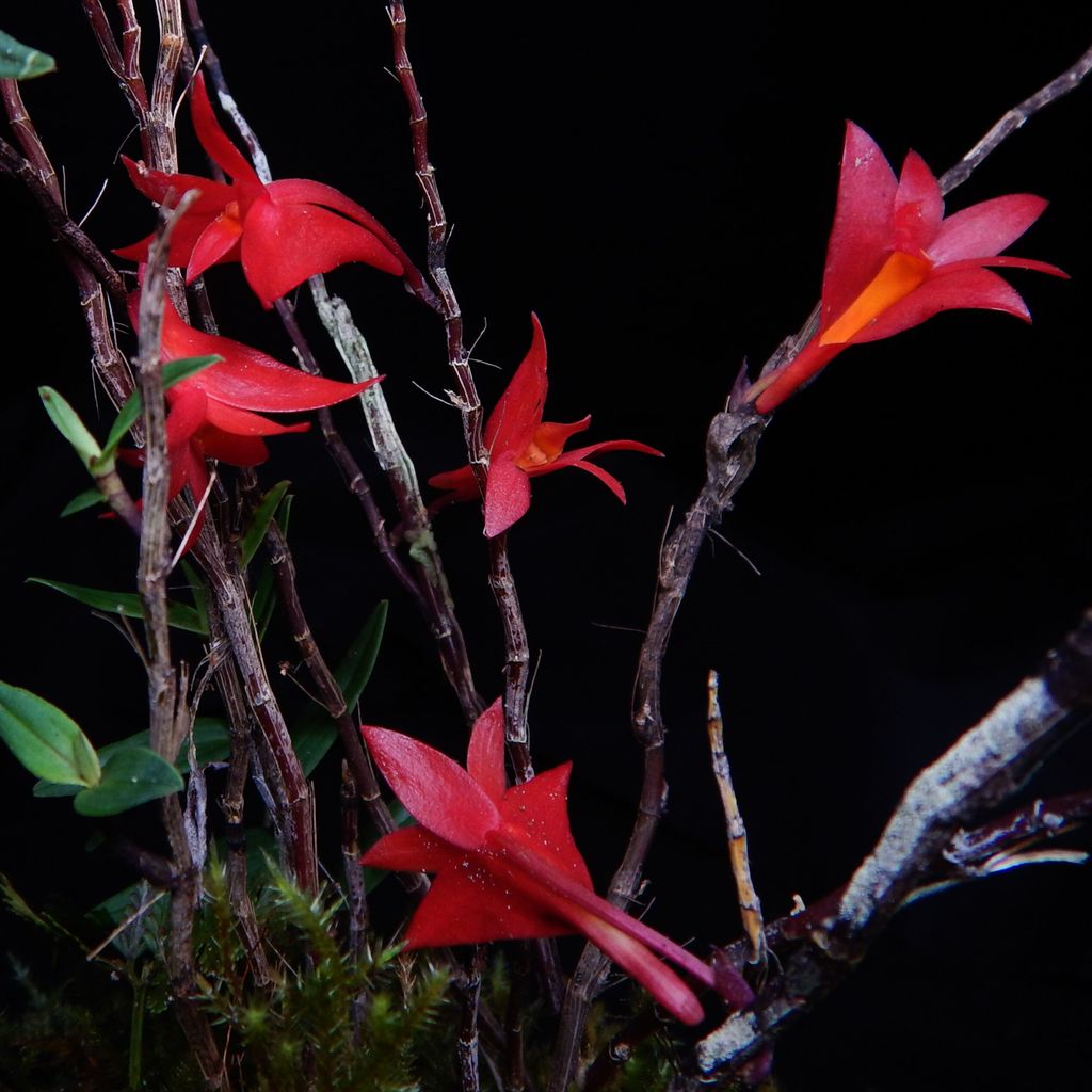 A tree that grows underground and a volcano-dwelling orchid ...